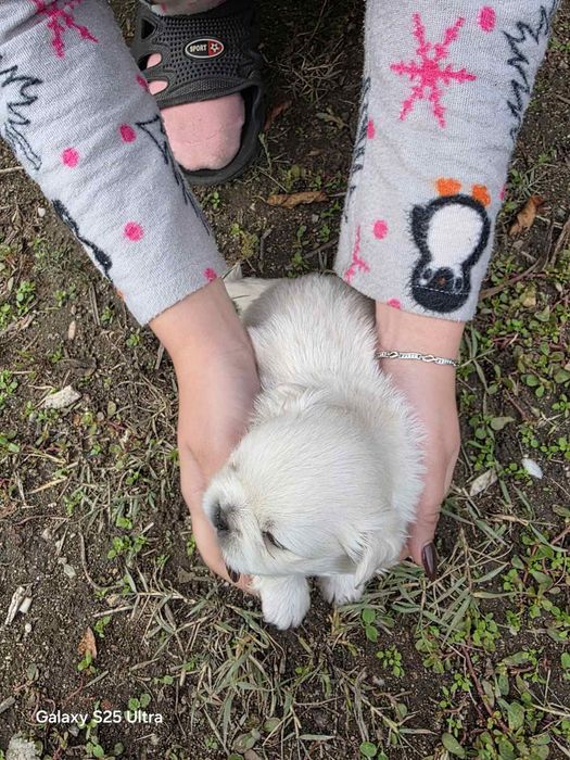 Продавам Пекинези