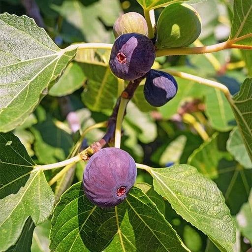 Pomi Fructiferi Exotici La Ghiveci (Smochin )