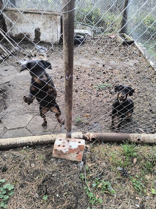 Ягтериери две женски на 6 месеца ваксинирани цена по 250 лв