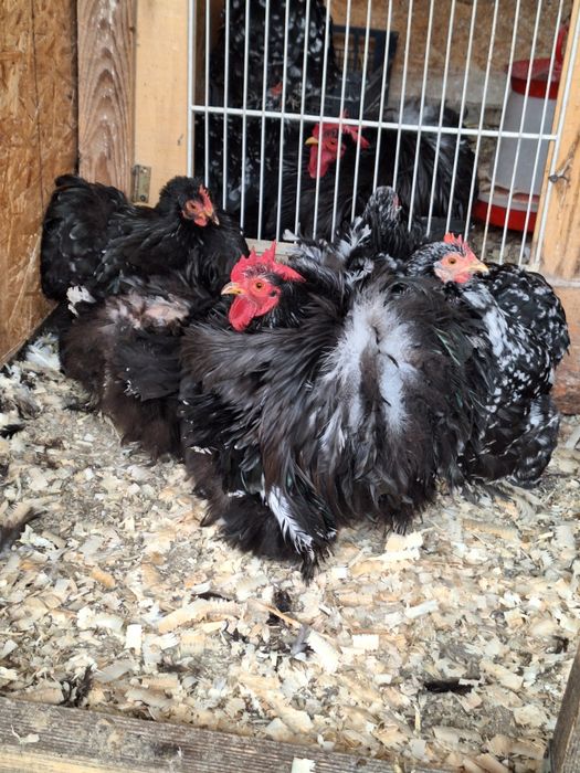 cochinchina pitic Pereche Alb