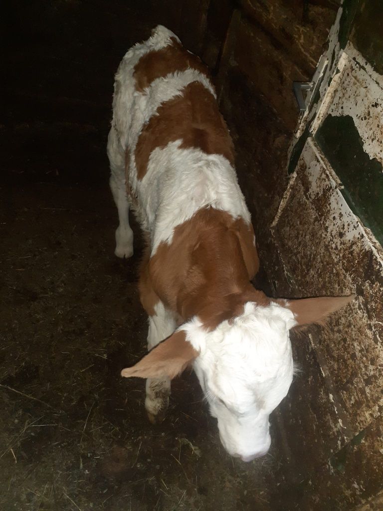 Vaca frumoasa cu vitel