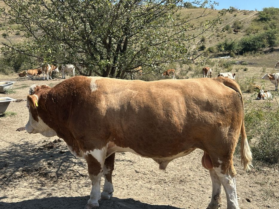 Taur de monta autoriza (Bălțată Românească)