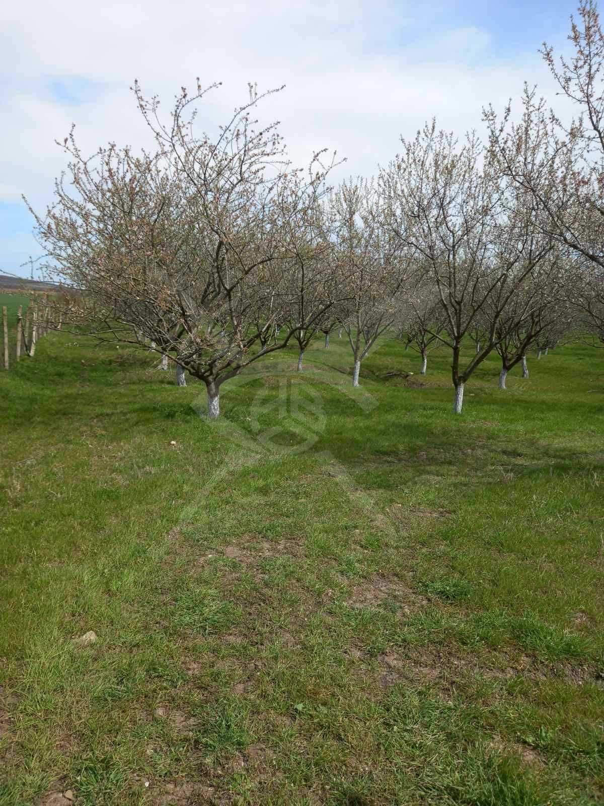 Парцел в село Зимен