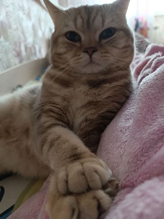 изящный котик ищет себе принцессу для вязки!