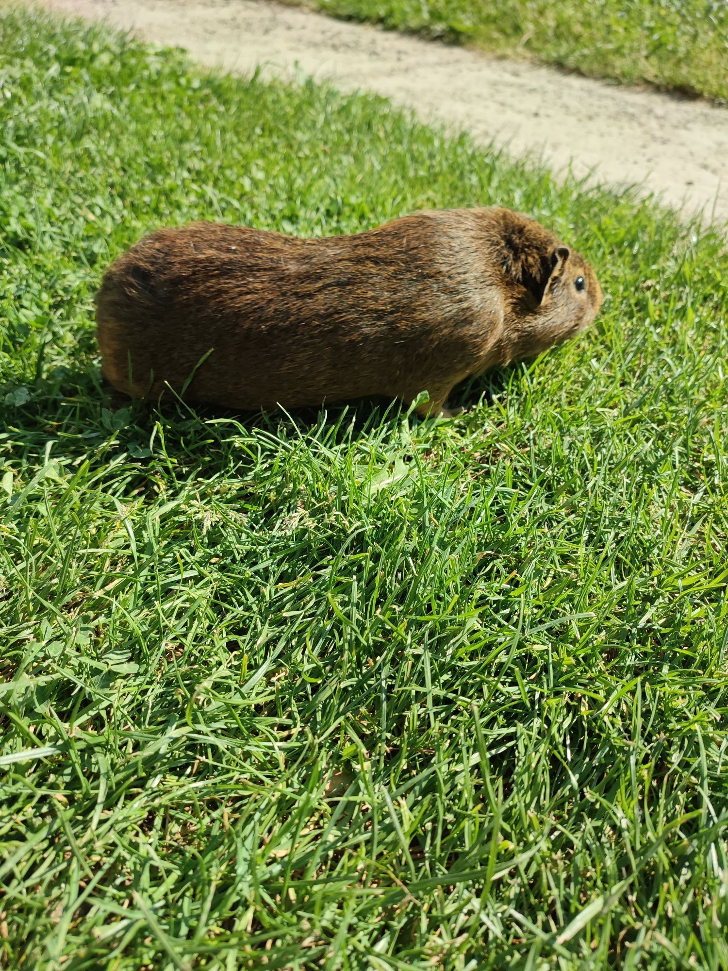 Porcușori de Guineea