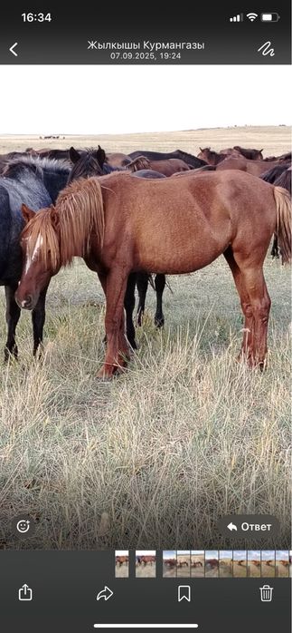 Продается соғым, бие, байтал