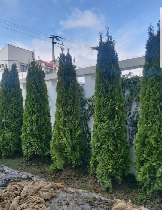 Mesteacăn alb/ tei/ platani/ stejar/ brazi/ leylandii/ tuia