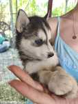 Pui Husky Siberian