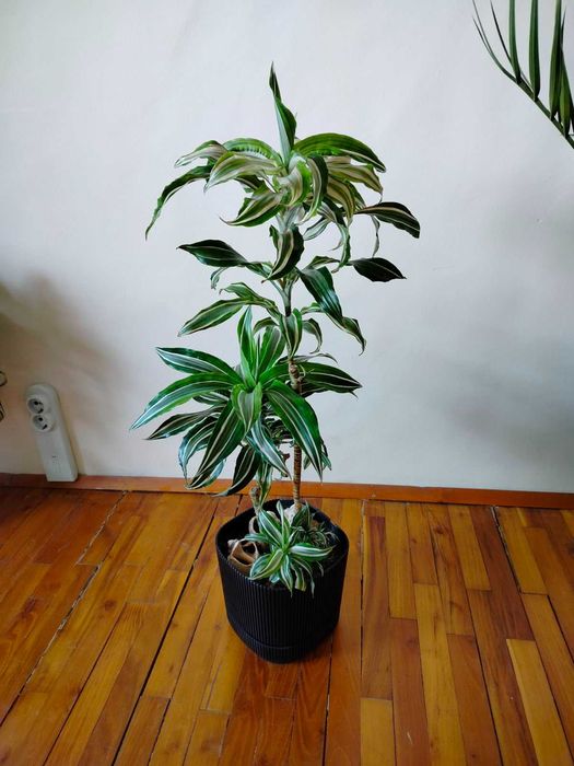 Финикова палма, Драцена, Шефлера, Сансевиера, Амарилис