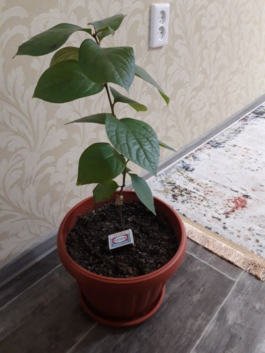 Хурма восточная. Продам куст, дерево ..