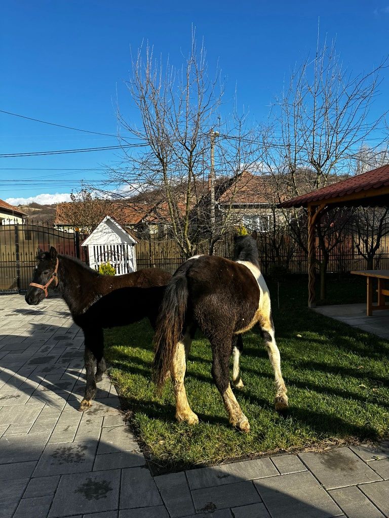 Manza tarcata pinto gipsy din parinti grei