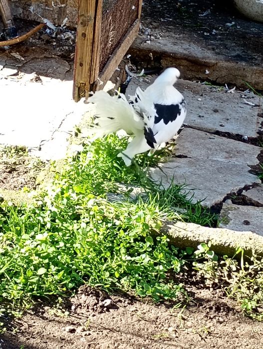 Гълъби фенерлия декорация