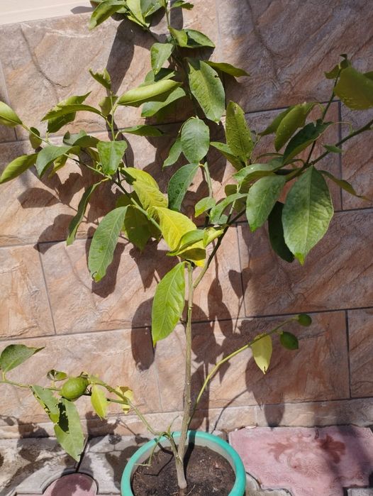 Продам саженцы лимона, лимон домашний