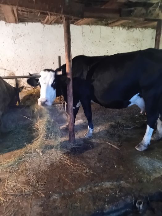 Vând vaca bună de lapte