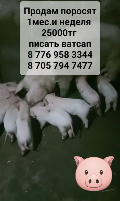 Продам поросят 1мес.и неделя