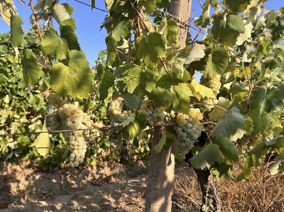 Vand struguri de vin Sibiu