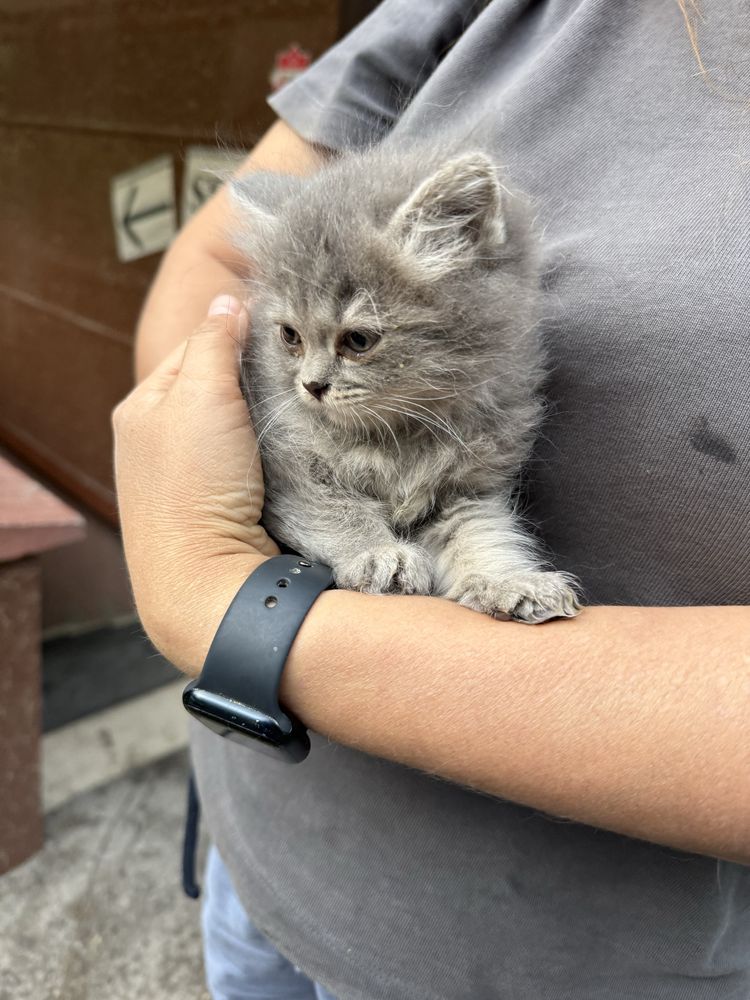 Отдам котенка девочка