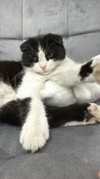 Нашли молодую кошку