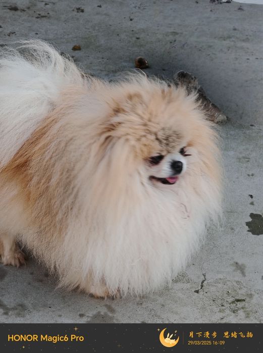 Мъжки    померан