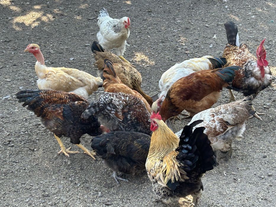 Pasari de curte , gaste , rate si gaini