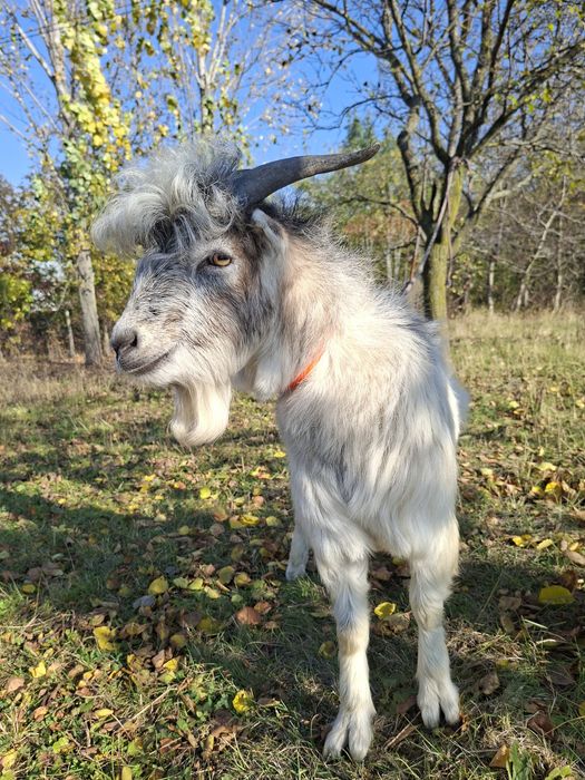 Vând țap și capră cuplu Zara și Massimo