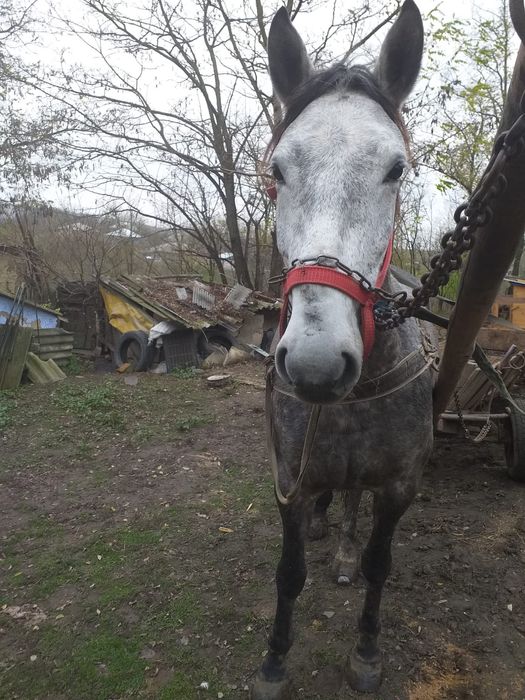 Iapa de 4 ani de vanzare