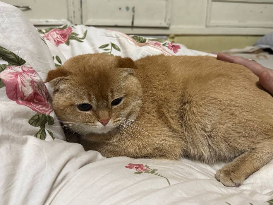 Scotish Fold Cat