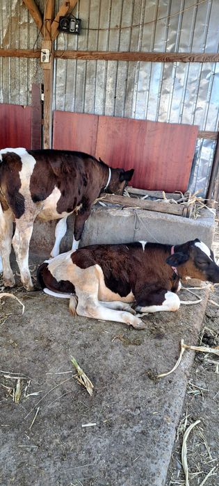 Vand vaca de lapte 7 fatari