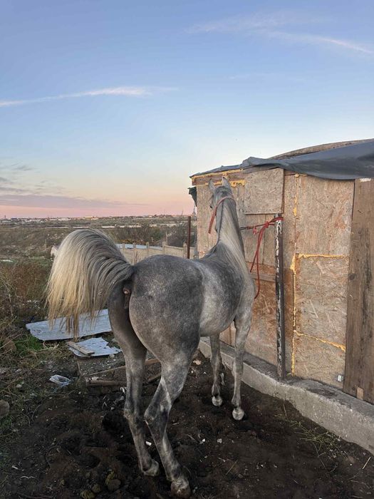Vand iapa PSA gestanta cu KPW