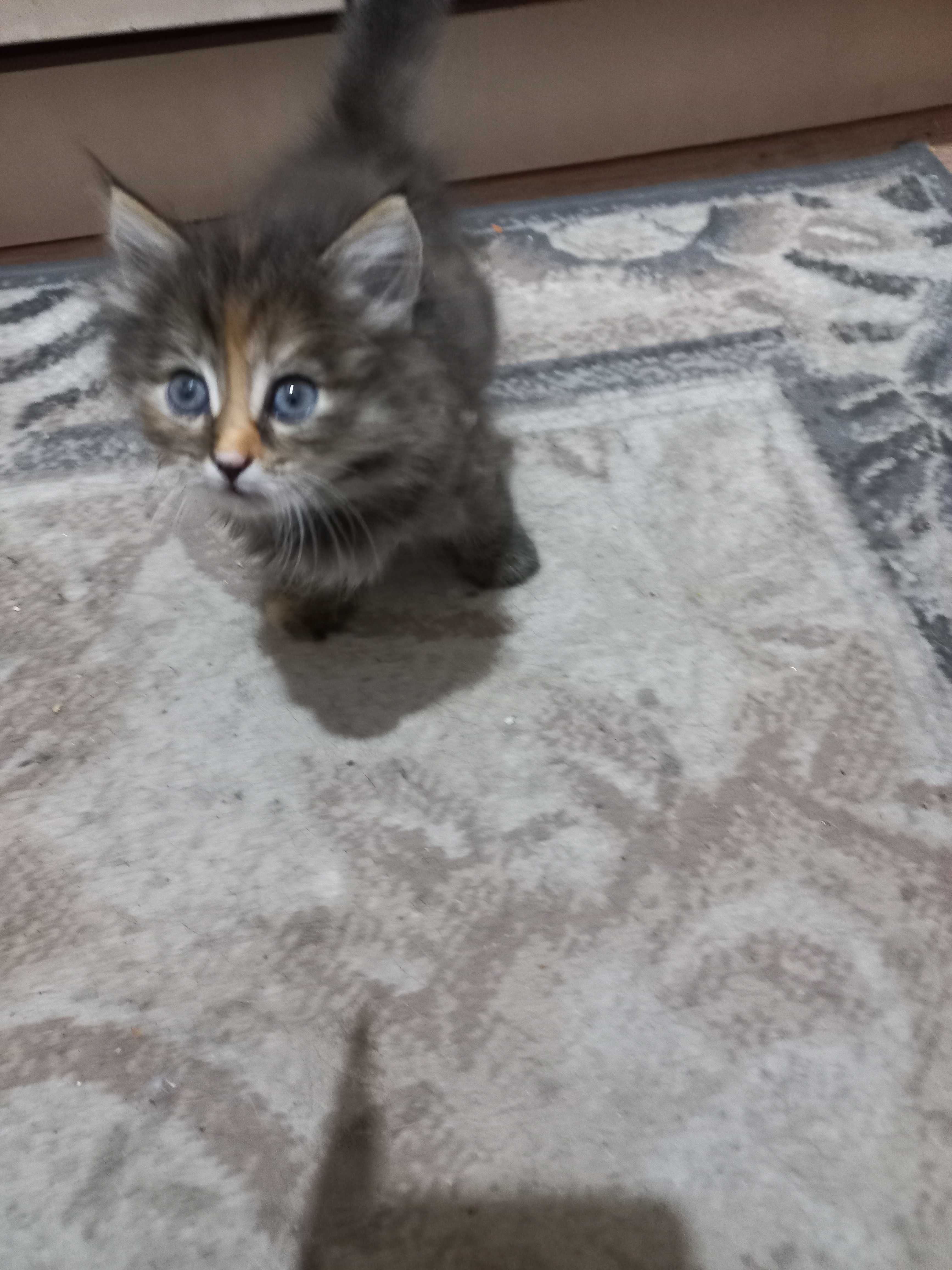 Отдам Даром Котят