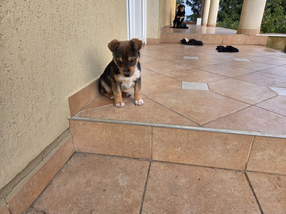 Câini în căutare de stăpân.