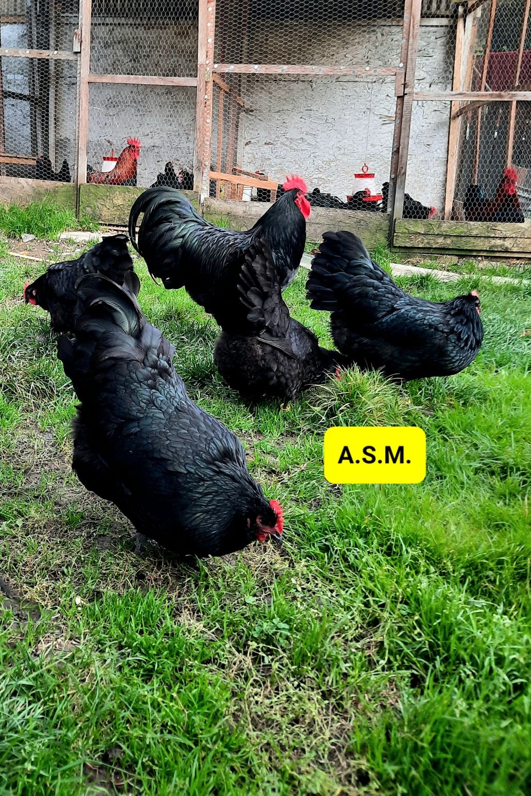 Australorp Negru pt incubat