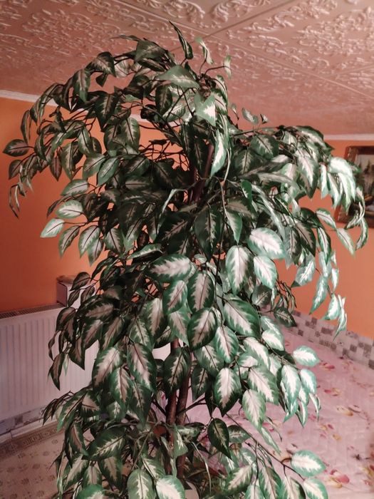 Vând arbore Ficus artificial,înalt de 2 m.