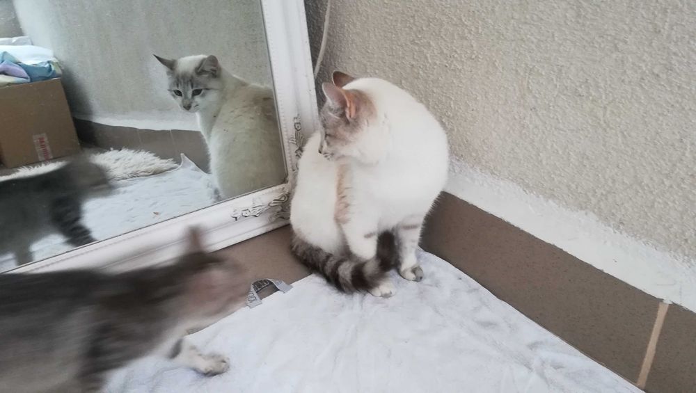 Търся дом за две котета