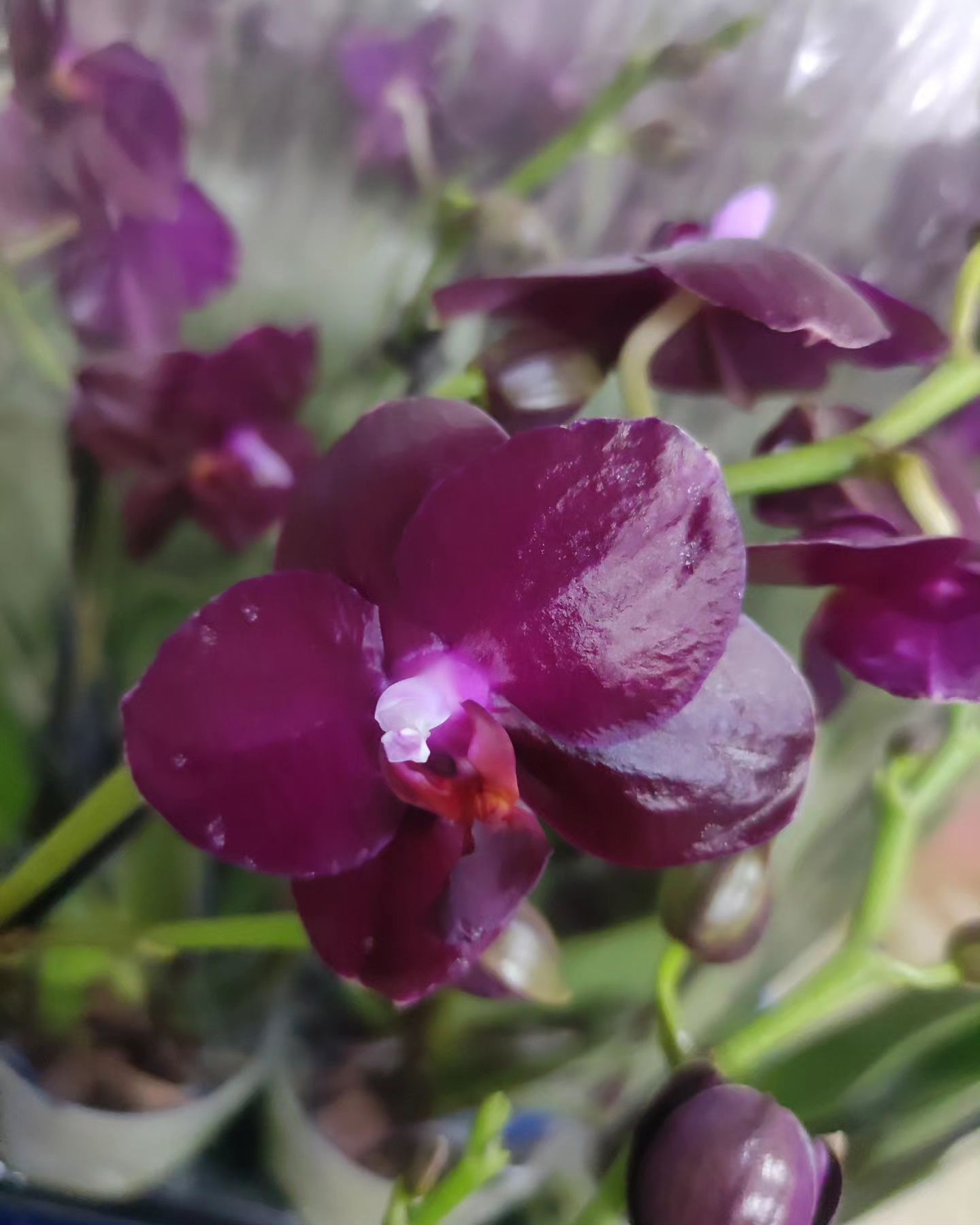 Уценка Орхидеи сого релакс 2 цветоноса