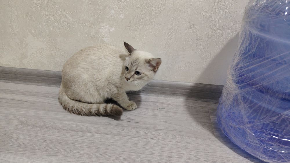 Mushuk sotiladi uy mushugi