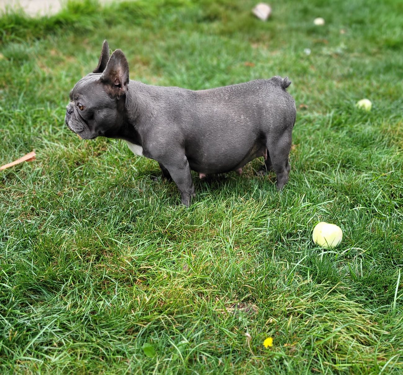 Син Френски булдог Blue French bulldog