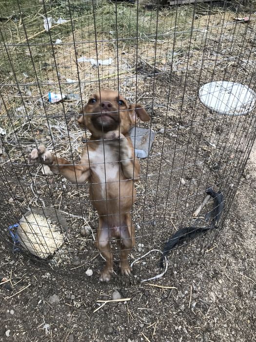 Pidbull sotilad erkak