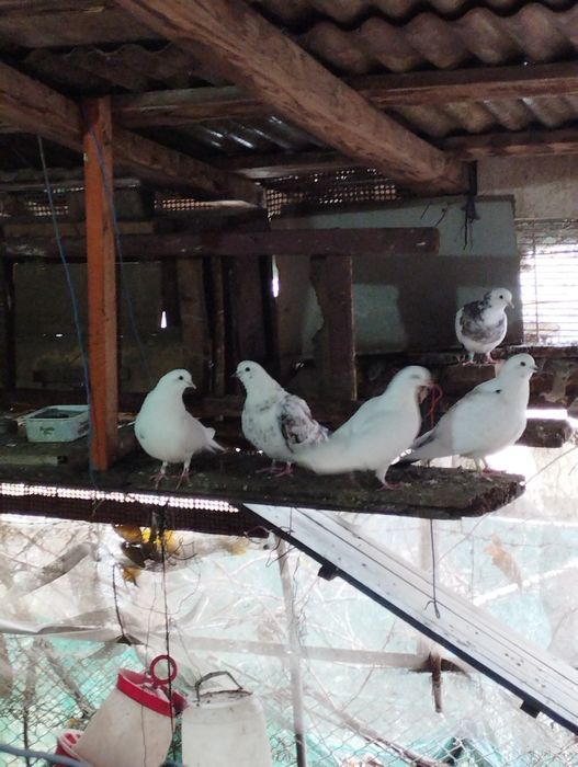 Jucători de birmingham