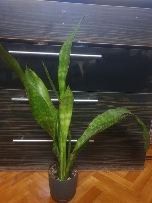 Сансевьерия пятнистая