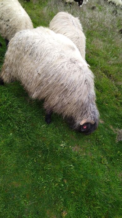 Vând oii bune sau schimb pe capre