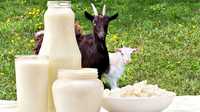 Продаются козье молоко экологически чистый продукт