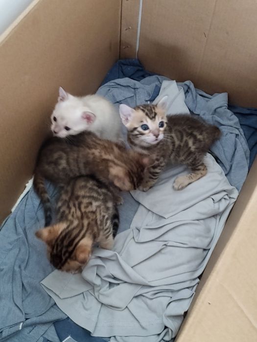 Готовятся к продаже котята бенгал