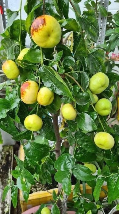 Jujube Giant la ghiveci anul 4