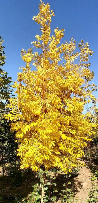 Декоративные , хвойные растения