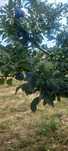 Prune  de  consum