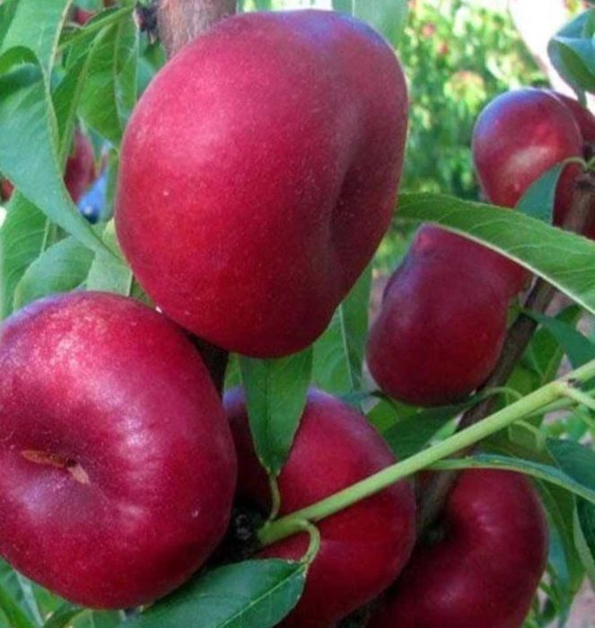 Pomi fructiferi direct de la producător