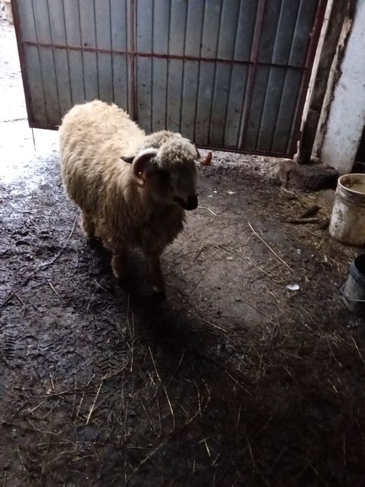 Vând berbec  de aproape un an