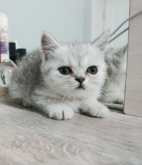 Brtan tabbiy shinshilla qiz