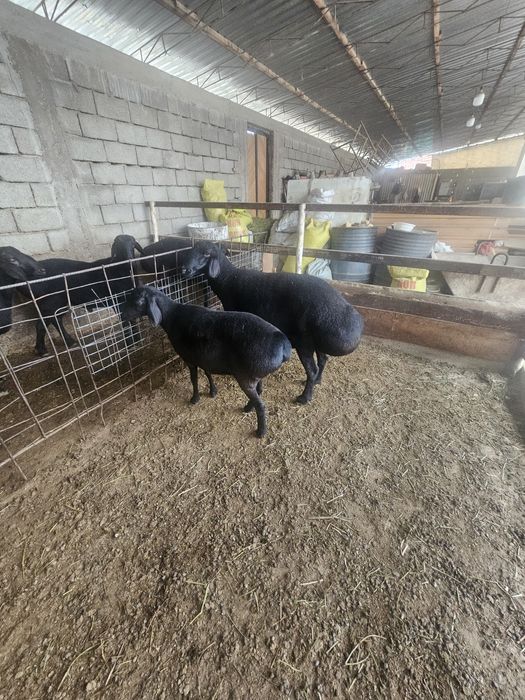 Yaxshi soliq qo'ylar sotiladi